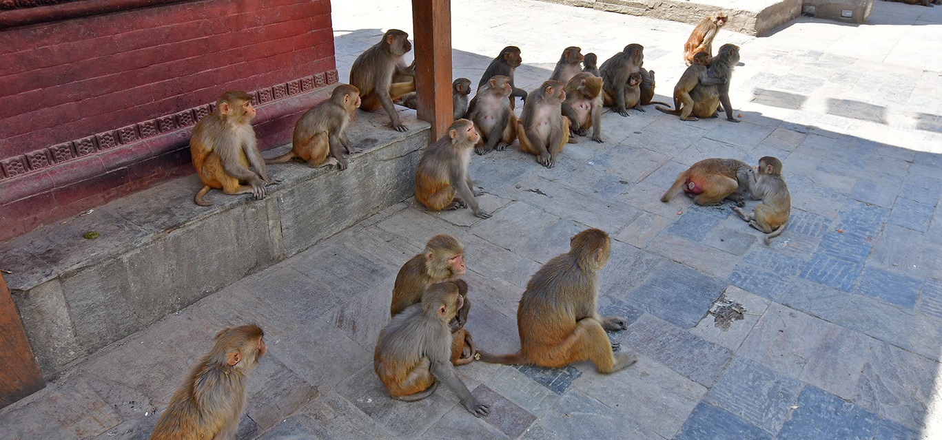 दाना नपाएर छटपटाउँदै सामुदायिक पशुपन्छी : स्थानीय तहकाे बेवास्ता, पन्छिँदै केन्द्र सरकार