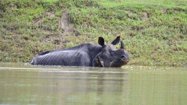 आसाममा बाढीमा डुबेर ८ एकसिङ्गे गैँडाको मृत्यु