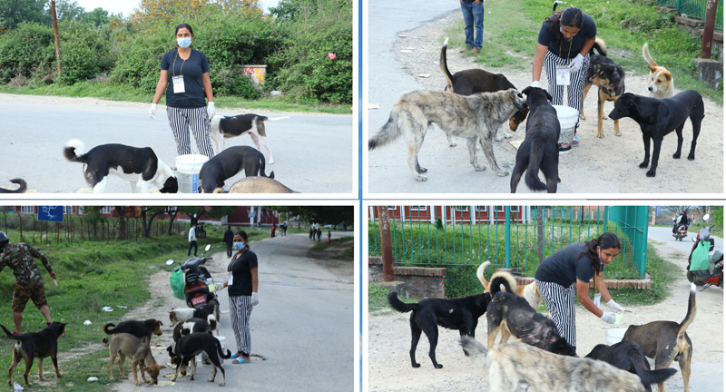 ‘लकडाउन सुरु भएदेखि दैनिक १०० सामुदायिक कुकुरलाई खाना खुवाइरहेको छु’