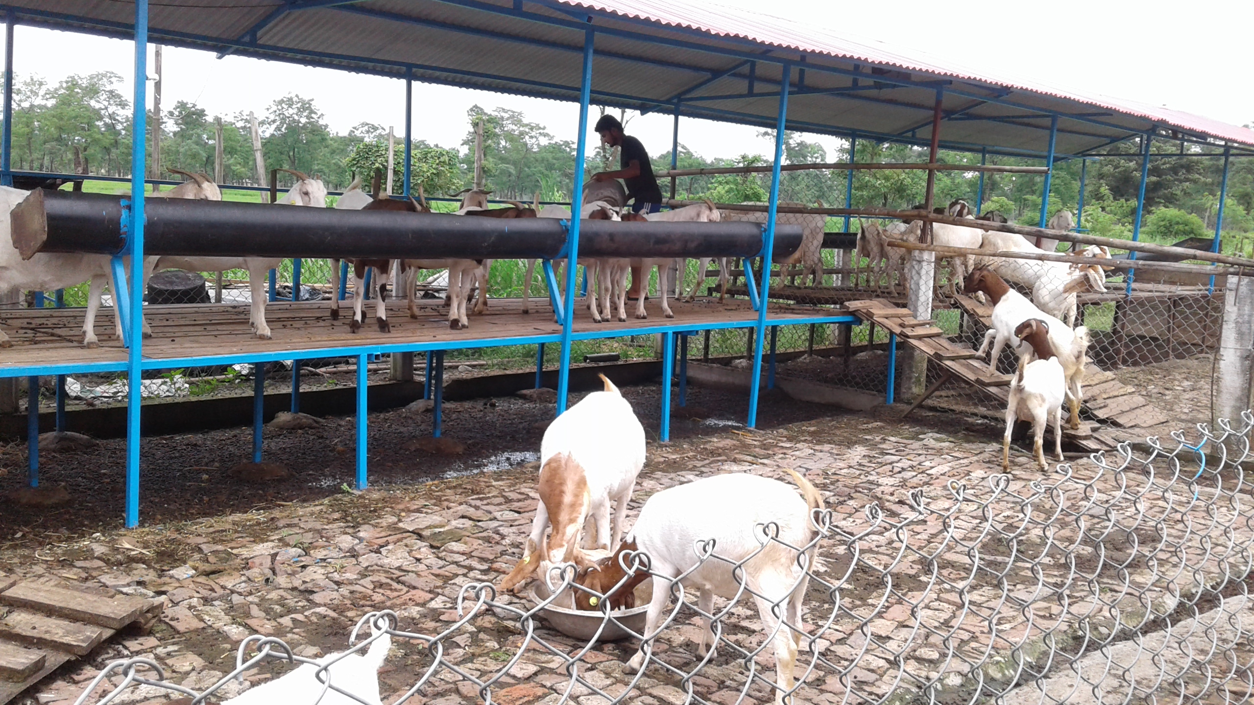 ५० लाख लगानीमा बाख्रा फार्म : मासिक २ लाख आम्दानी, ४ जनालाई राेजगारी