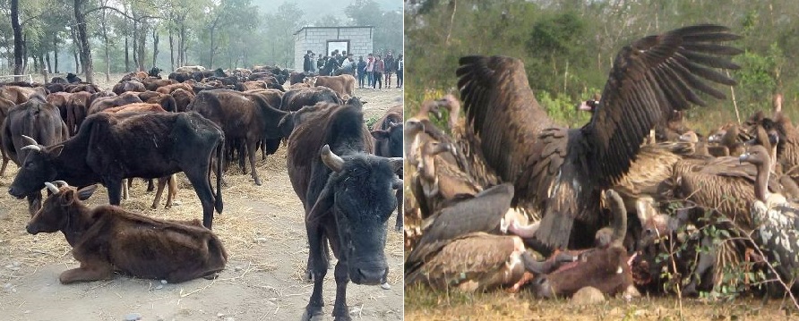 गिद्ध संरक्षणमा समेत सहयाेगी बन्याे गौ संरक्षण केन्द्र