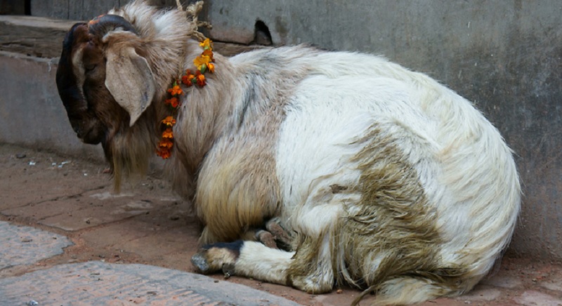 कोत मन्दिरमा बलि दिन नपाइने