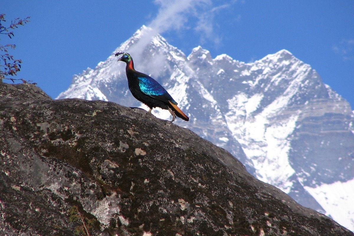 डोल्पाको डाँफे काठमाडाैं ल्याइदैँ