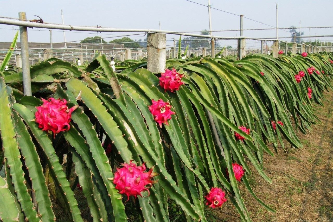 किसानलाई अनुदानमा ड्रागन फ्रुटको बिरुवा वितरण