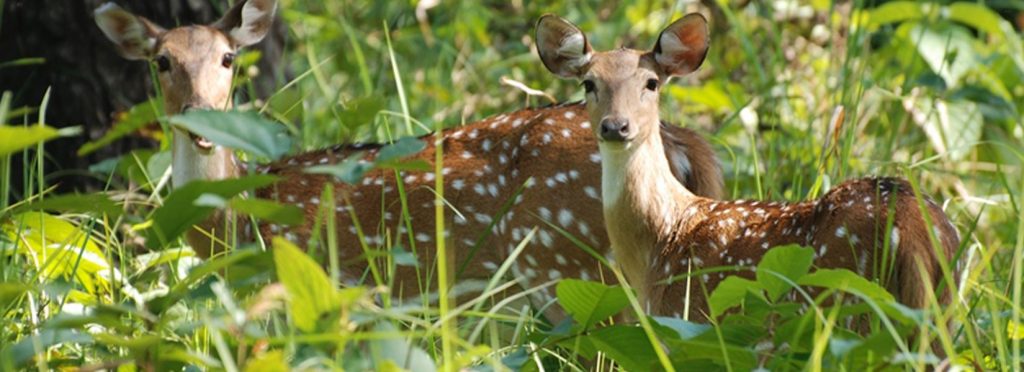 कर्मचारी अभाव हुँदा वन्यजन्तुको चोरी शिकार नियन्त्रणमा सकस