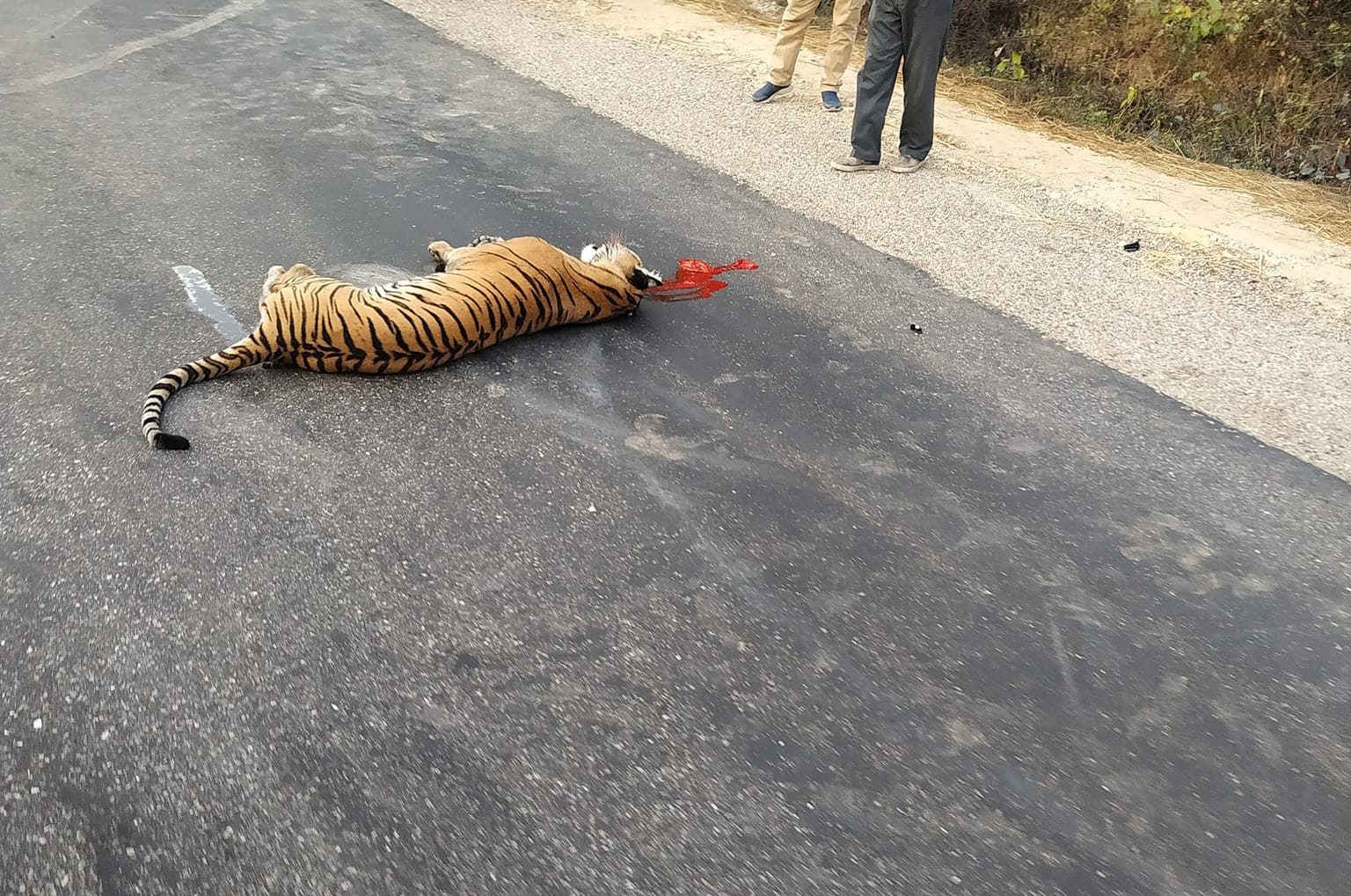 वन्यजन्तुमैत्री पूर्वाधार नबन्दा मानव–वन्यजन्तु क्षति बढ्दै