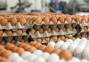 विश्व अण्डा दिवसको ऐतिहासिक पृष्ठभूमि