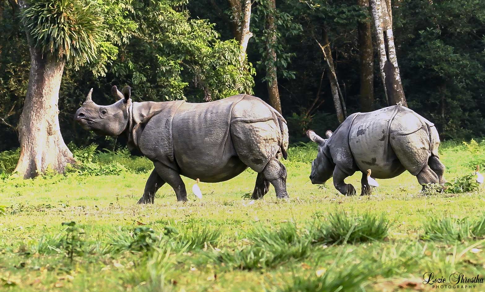 पर्सा राष्ट्रिय निकुञ्जको प्रतापपुरबाट गैंडा गणना सुरू