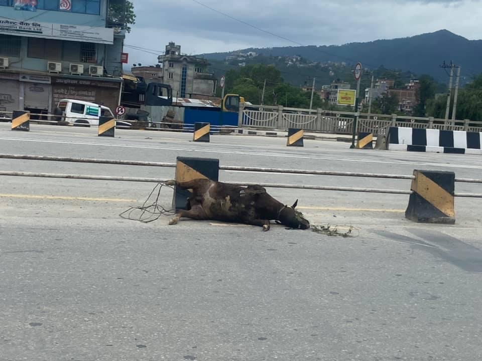 स्मार्ट सिटीको कन्तविजोग : बाच्छो मरेर कुहियो, तर उठेन सिनु