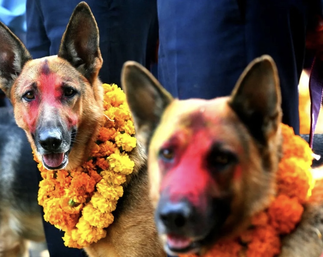 कुकुर तिहार विशेष : पशुपतिमा जनचेतना, स्नेहाजमा पूजा