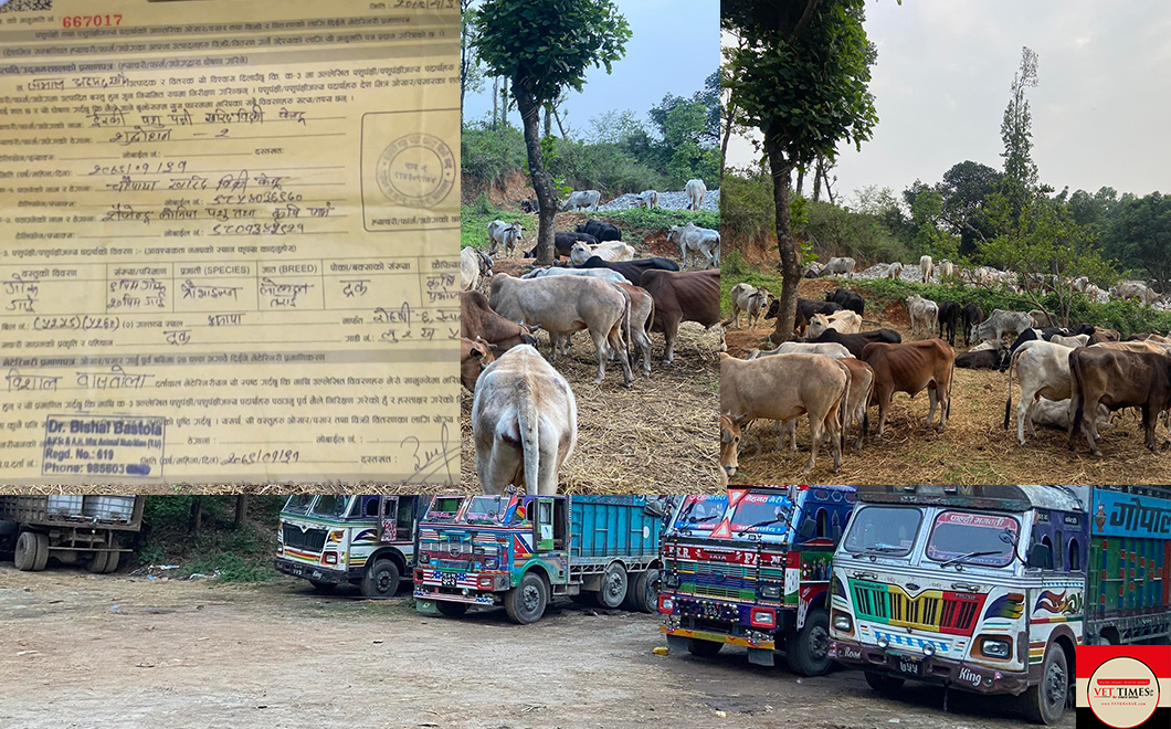 नक्कली प्रमाणपत्र बनाएर गाईगोरु तस्करी, क्वारेन्टाइन समाउने, प्रहरी छाड्ने