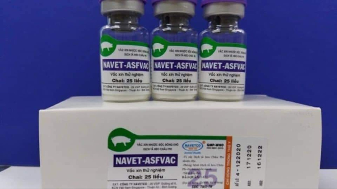 सय वर्षपछि पत्ता लाग्यो अफ्रिकन स्वाइन फिभरको खोप