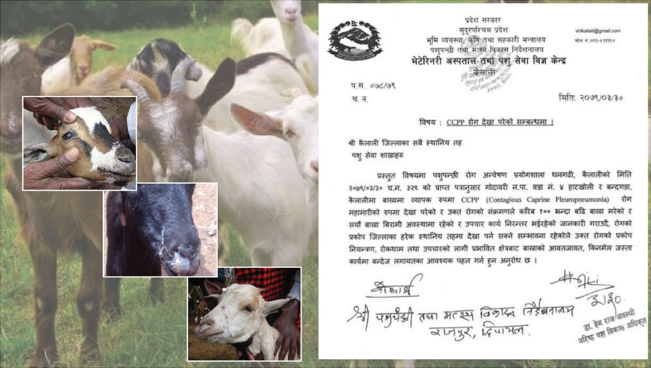 नेपालको बाख्रामा पहिलोपटक सिसिपिपी संक्रमण पुष्टि