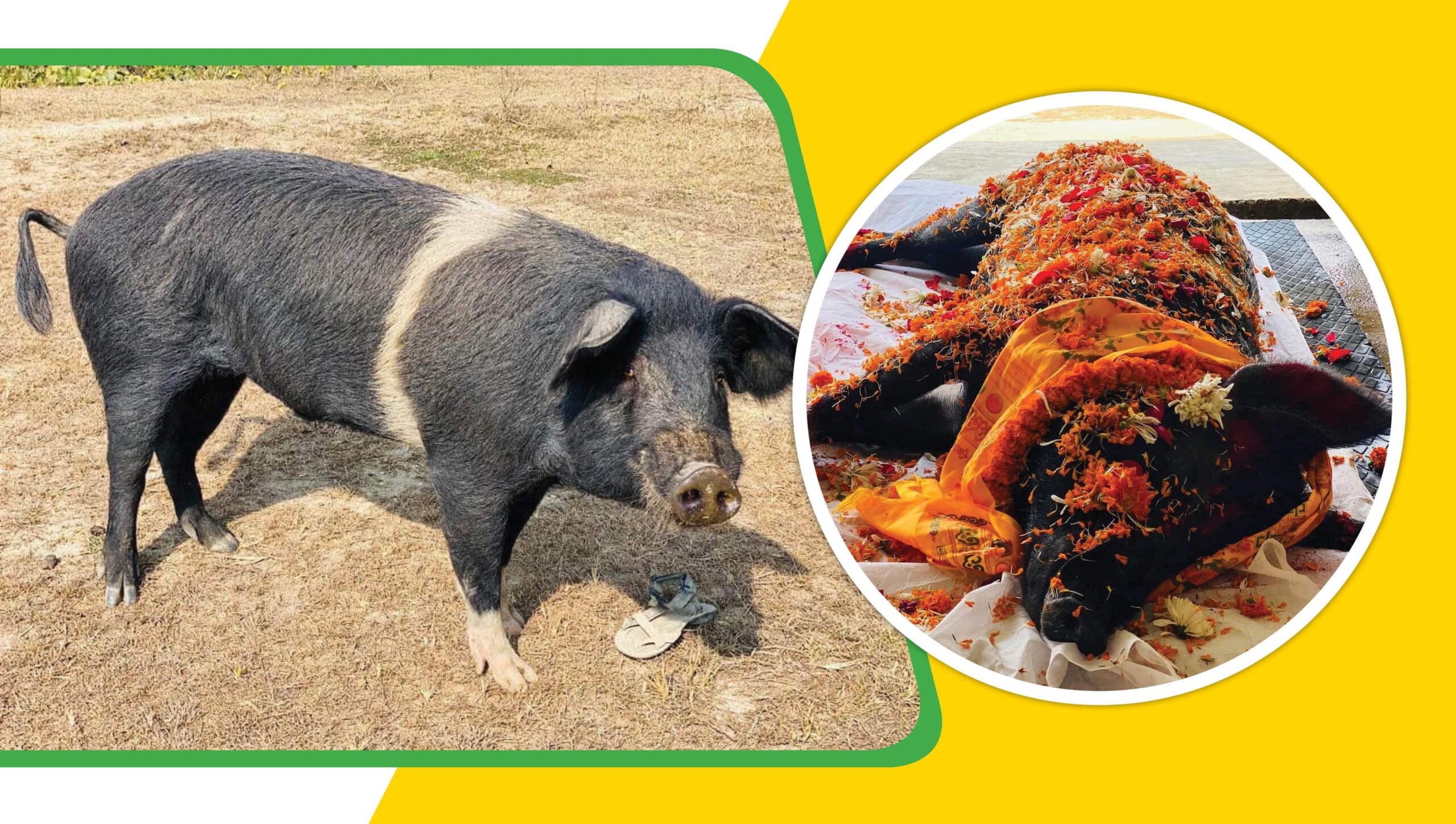 सेल्टरमा आश्रय लिइरहेको सुँगुर बित्यो, मानिसलाई जस्तै गरी भावुक बिदाई