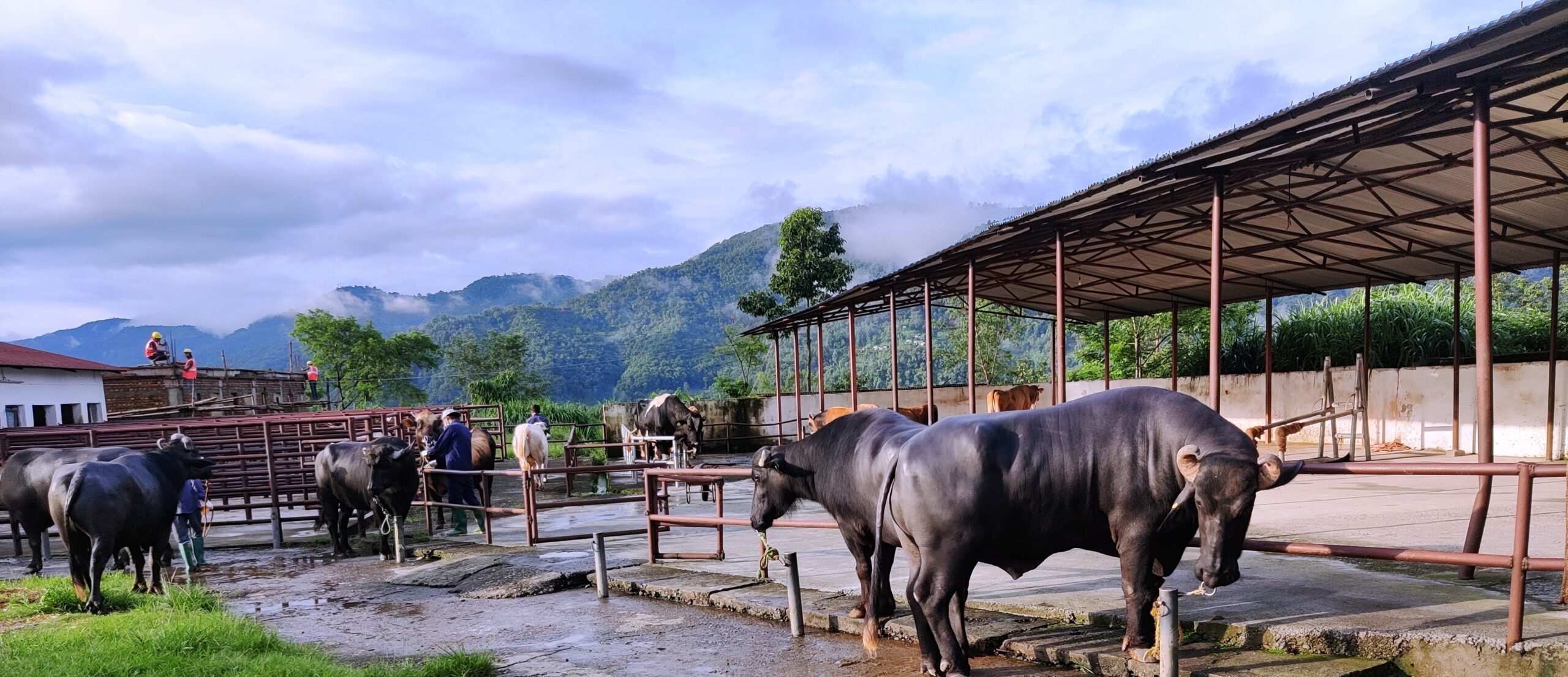 मुर्रा राँगो : भैँसीको नश्ल सुधारका लागि विशेष योगदान  