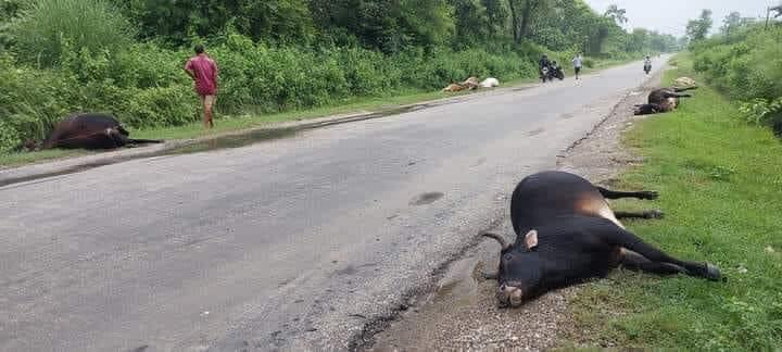 गोरुसिंगे सडकमा रात्री बसको ठक्करबाट १० गाईगोरुको मृत्यु, ४ घाइते