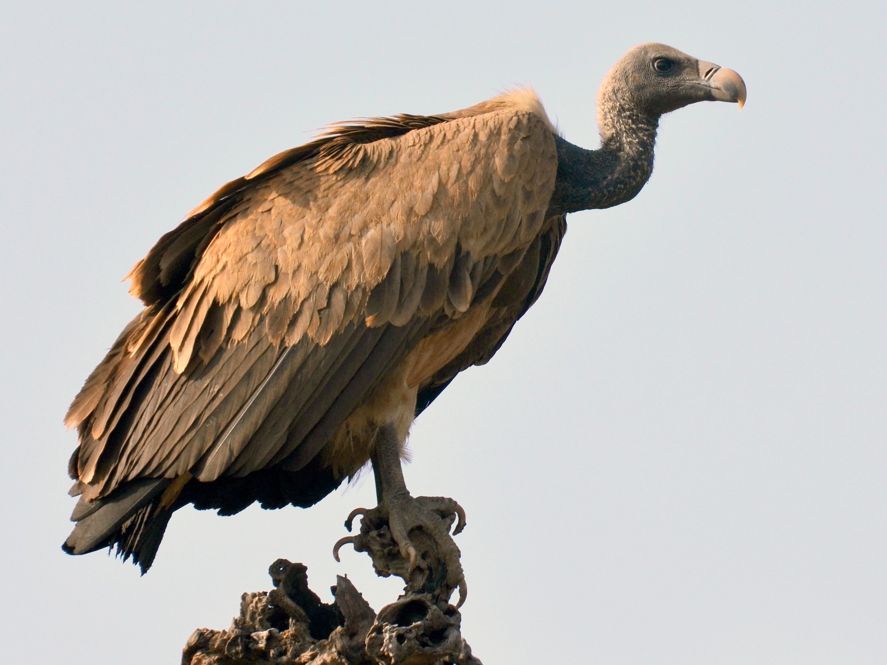 गिद्ध संरक्षणका लागी तीन पशु औषधिमा प्रतिबन्ध लगाइने