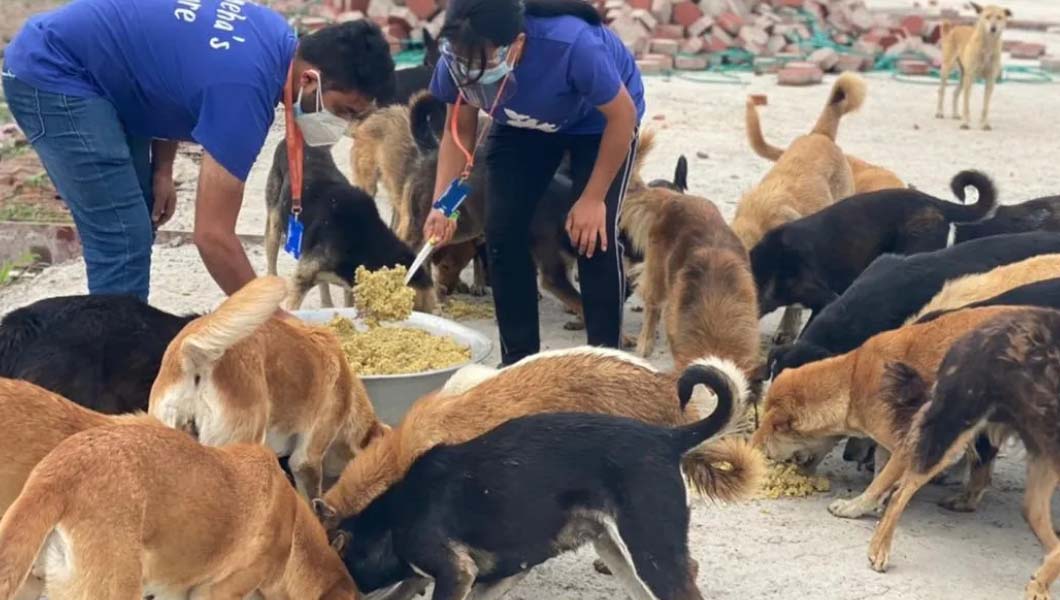 काठमाडौं महानगरपालिकाले ३ महिनाभित्र ५ हजार ८ सय कुकुरको बन्ध्याकरण गर्ने