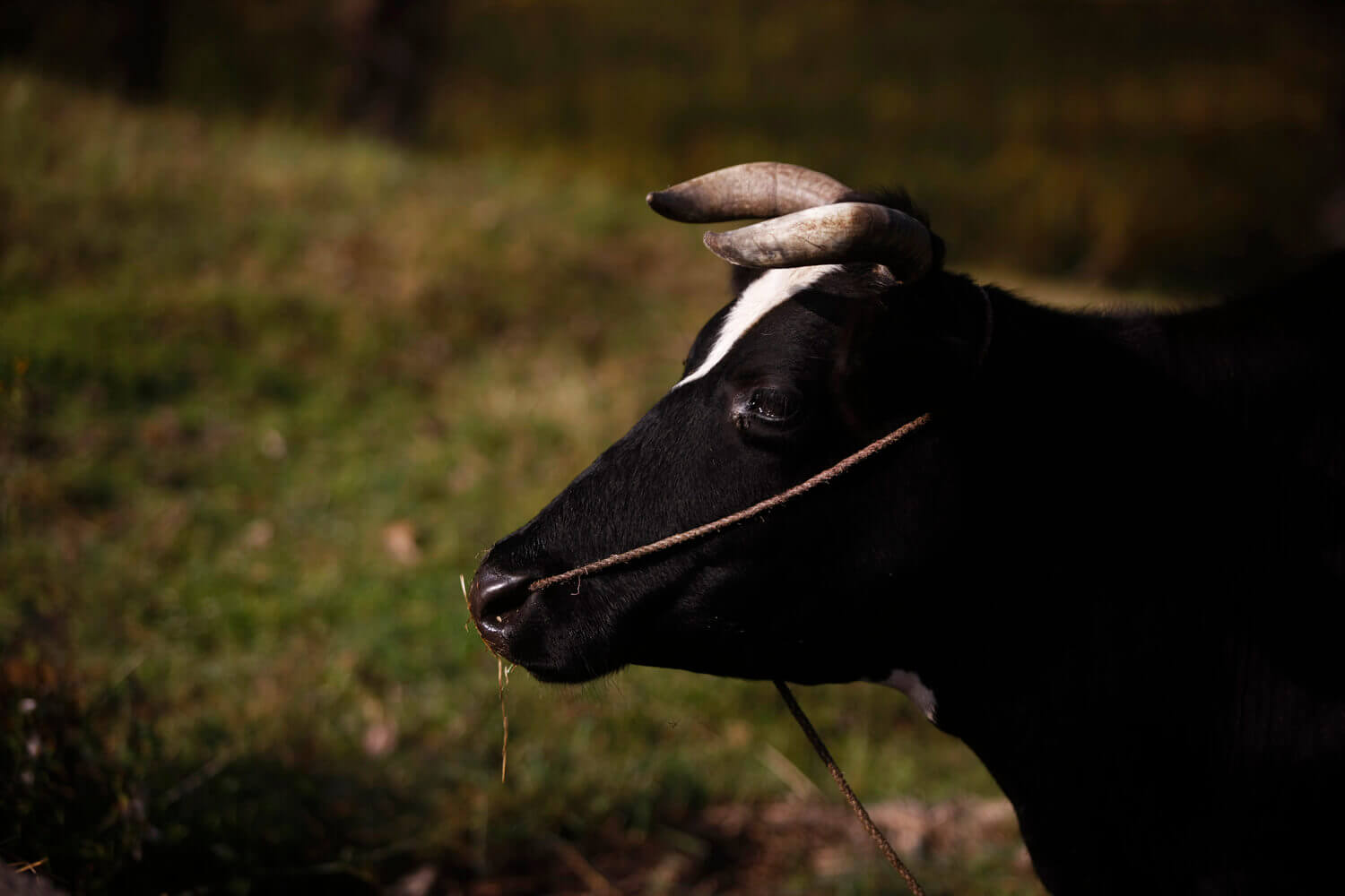 गाई हत्या  संलग्न  पक्राउ