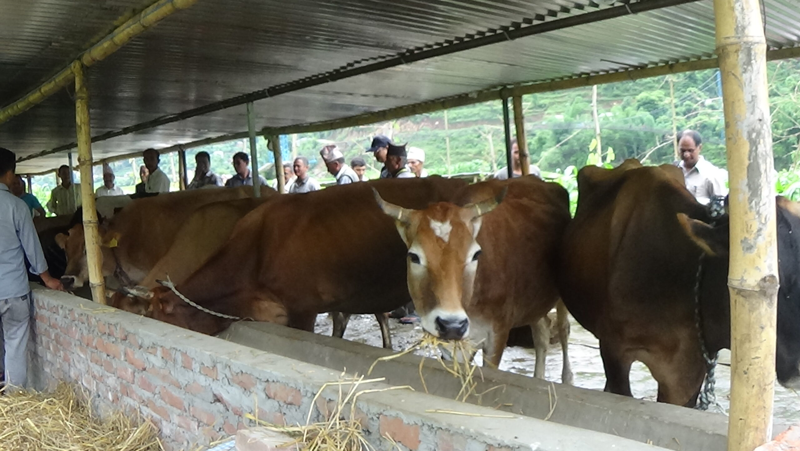 नेपाली गाईमा विदेशी भ्रूणको प्रयोग