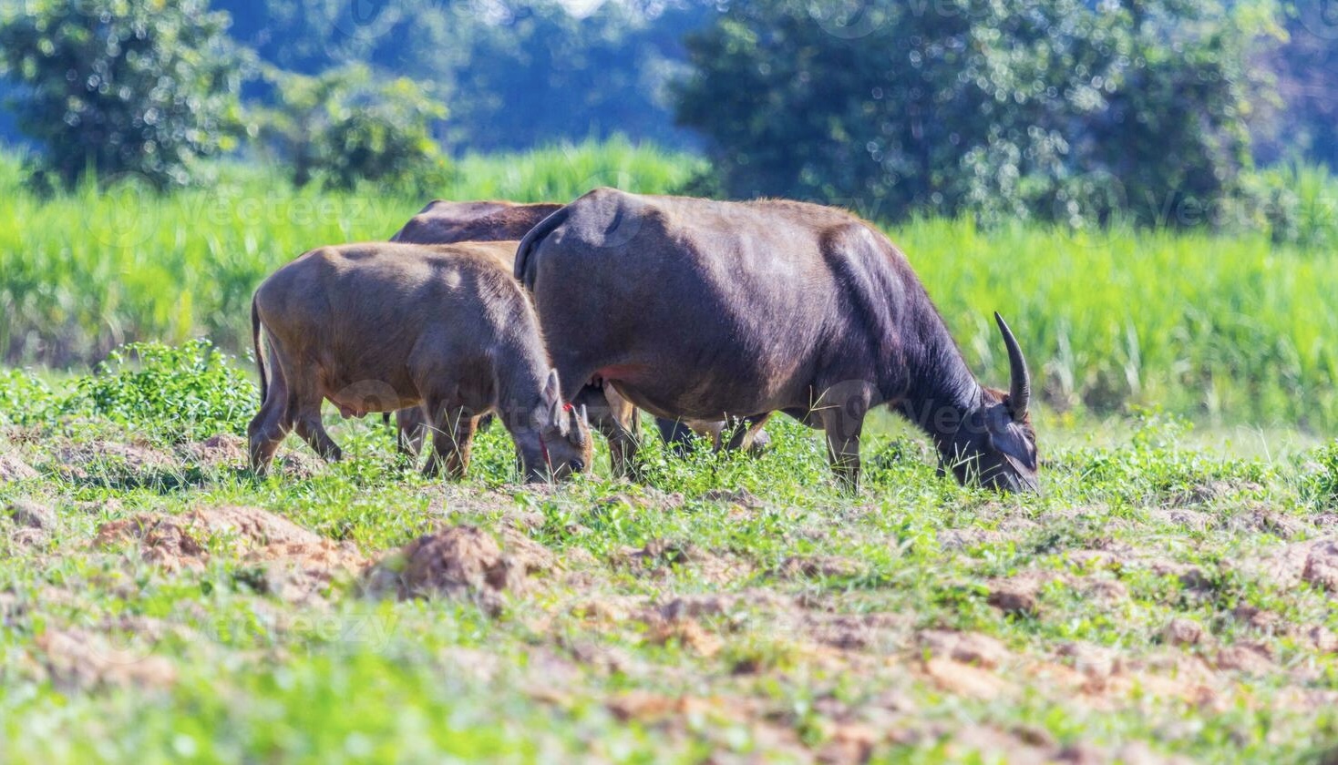 चराउन लगिएका १७ भैंसी चट्याङले मरे