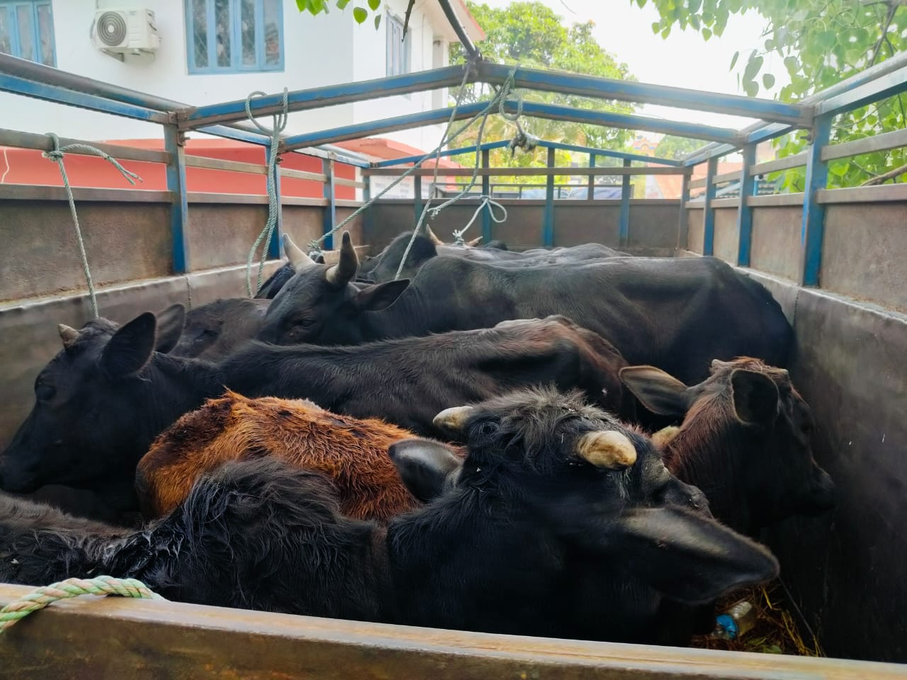 मकवानपुरबाट ट्रकसहित १५ गाईगोरु नियन्त्रणमा, तस्करीको आशंका