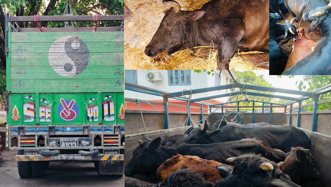रोकिएन गाईगोरुको अवैध ओसारपसार, ट्रकसहित २५ गोरु नियन्त्रणमा