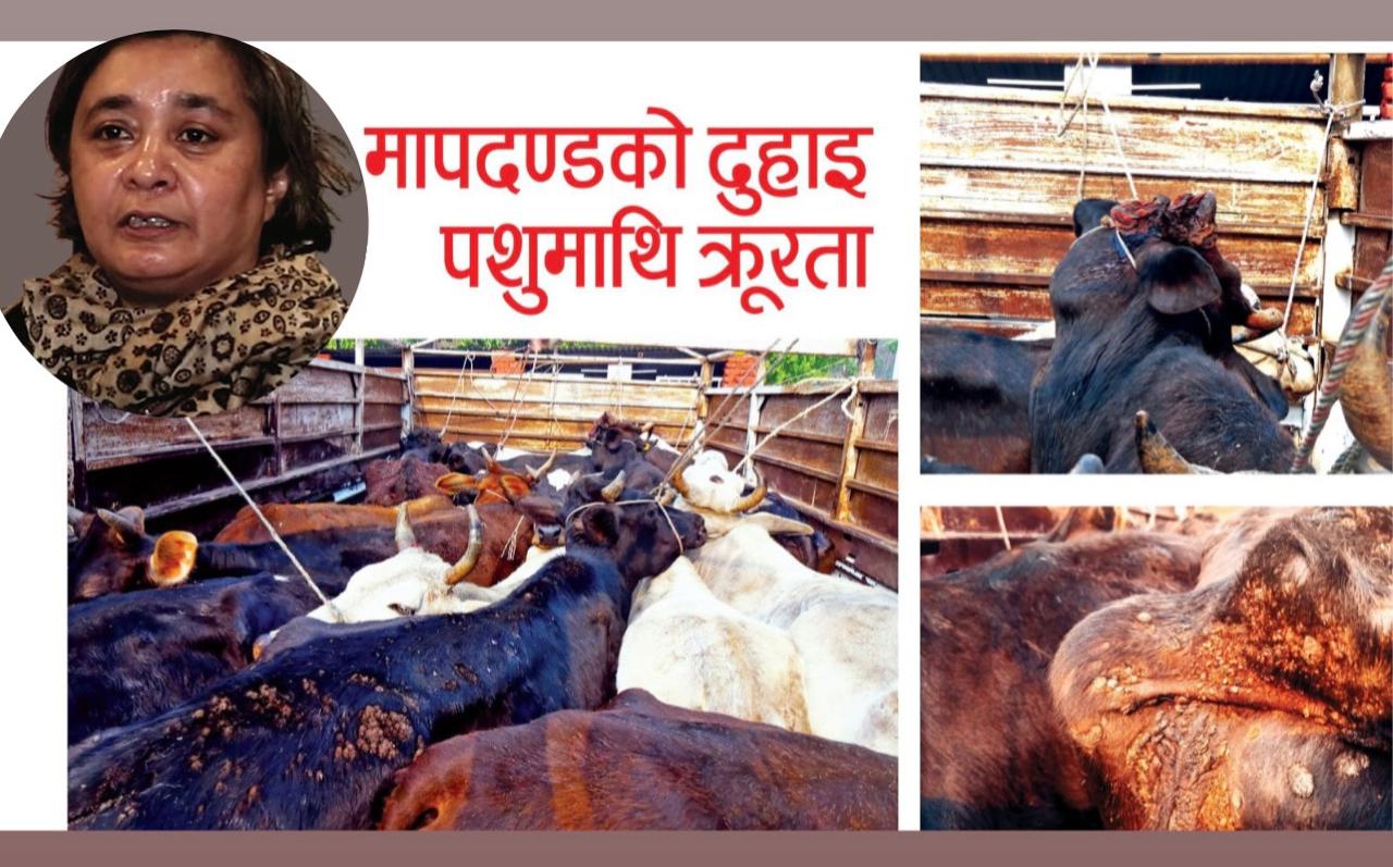 मापदण्डअनुसार प्रमाणपत्र जारी नहुँदा पशुमाथि क्रूर व्यवहार भइरहेको छ: राणा
