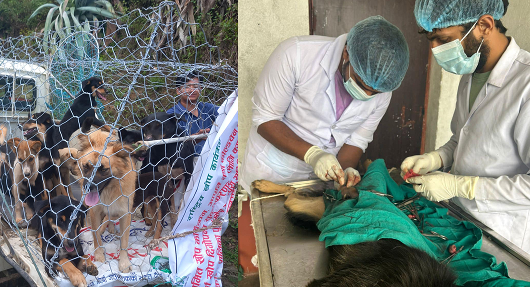 भैरबी गाउँपालिकामा कुकुर बन्ध्याकरण र रेबिज खोप कार्यक्रम सम्पन्न