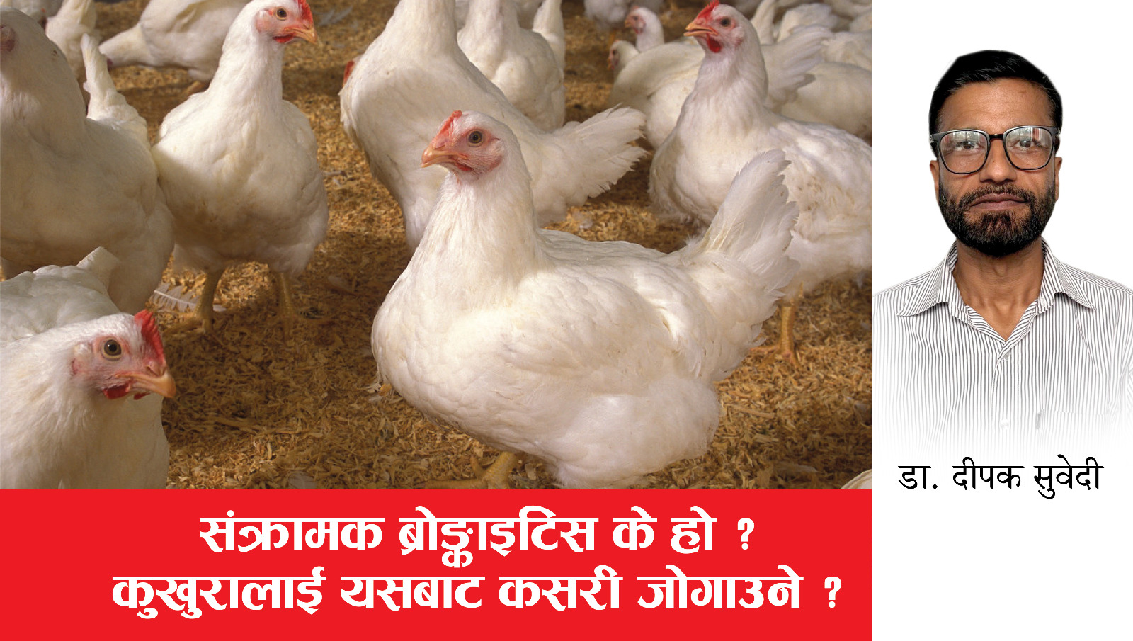 संक्रामक ब्रोङ्काइटिस के हो ?  कुखुरालाई यसबाट कसरी जोगाउने ?