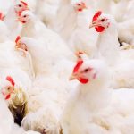 चितवनमा कुखुरामा इकोलाईको उच्च सङ्क्रमण