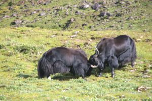 जुध्दै गरेका चौँरी