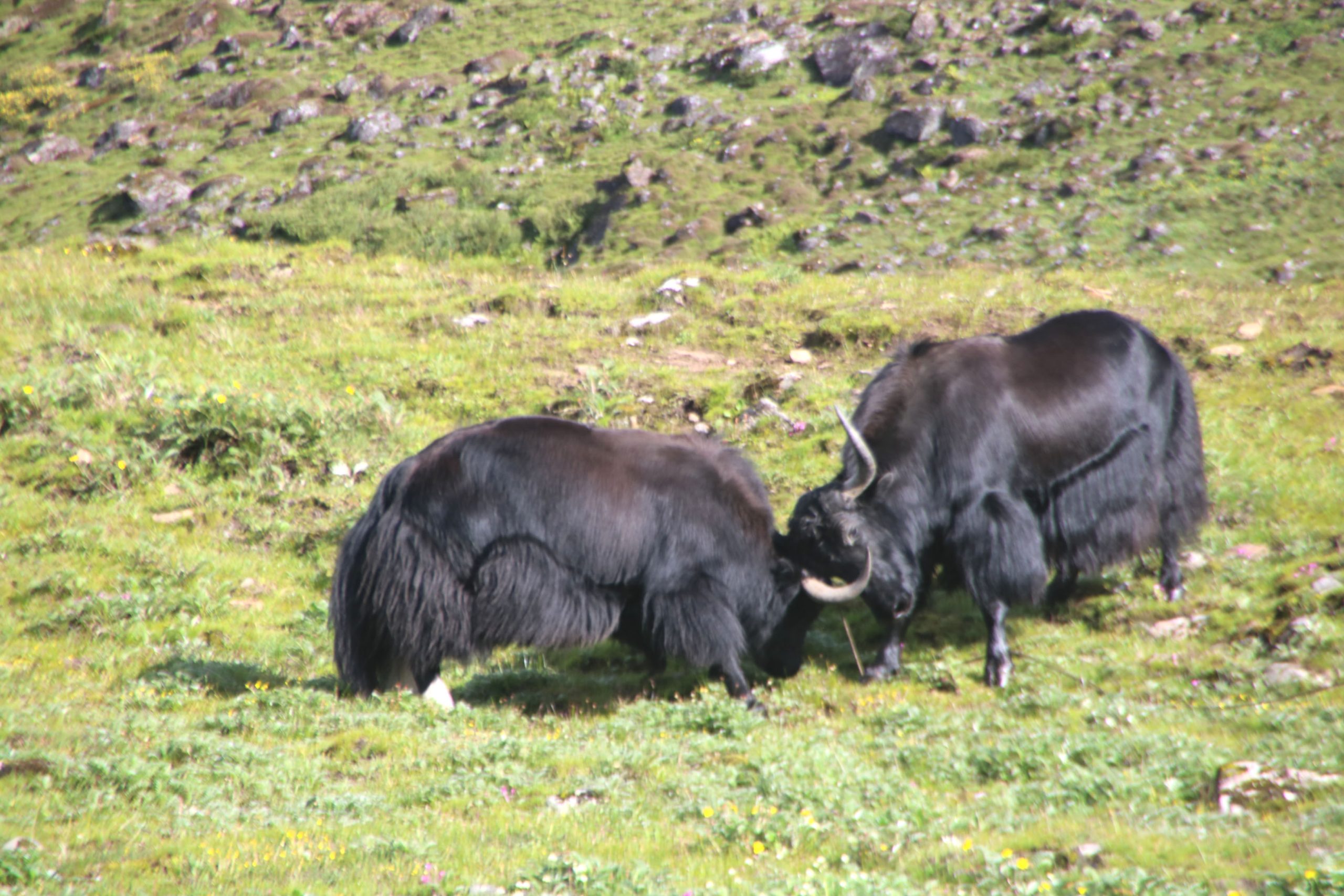 जुध्दै गरेका चौँरी