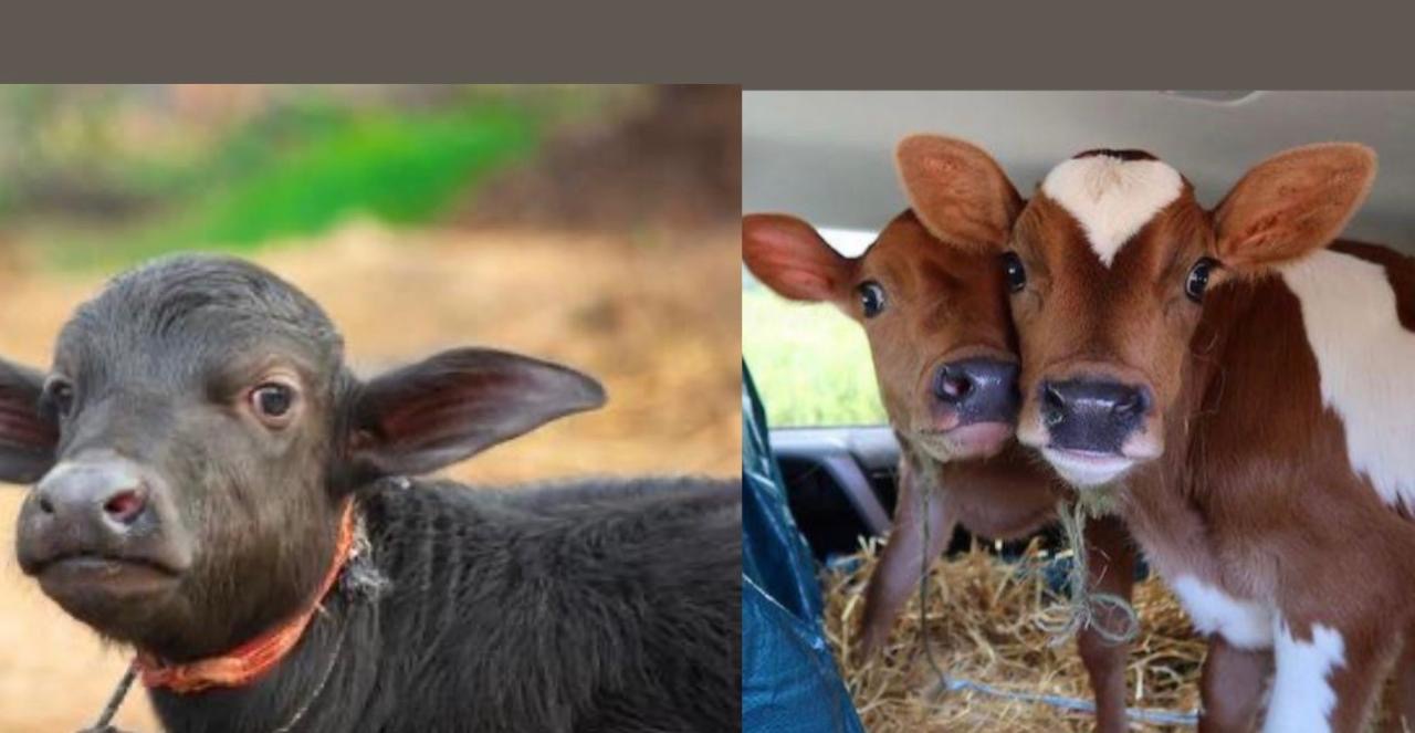 पोखरामा पाडी–बाछी हुर्काउन किसानलाई अनुदान