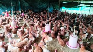 झुपडीदेखि करोडौंको कुखुरा व्यवसाय : झलारीका रेवन चौधरीको प्रेरणादायी यात्रा