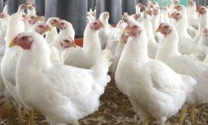 सार्क क्षेत्रमा किन बर्ड फ्लू पुनः देखा परिरहेको छ?