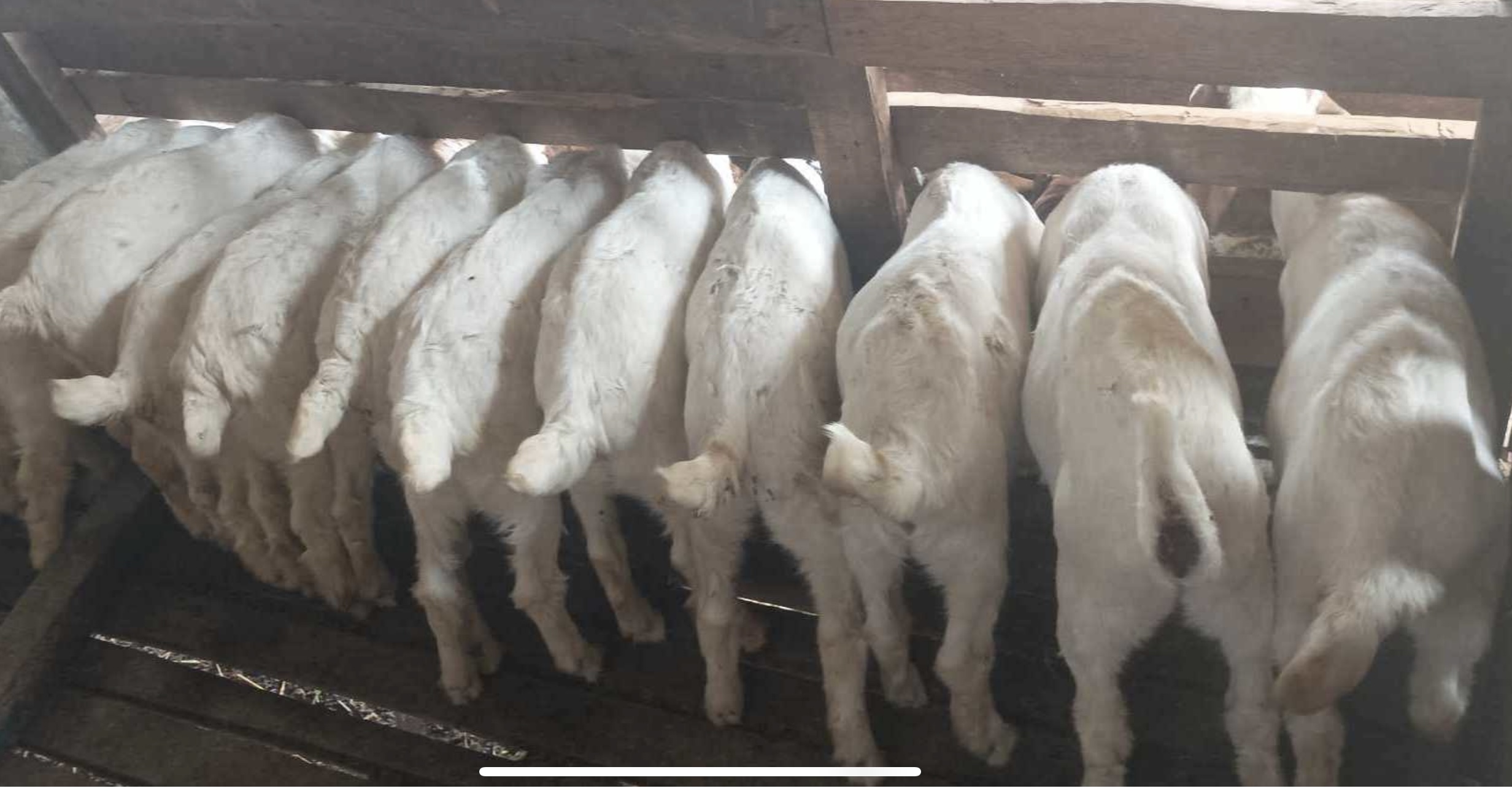 विदेशको अनुभवले गाउँमा चम्कियो उद्यम