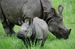 गैँडासँग सम्बन्धित मुद्दाका कैदीबन्दी भागेपछि संरक्षणमा चुनौती