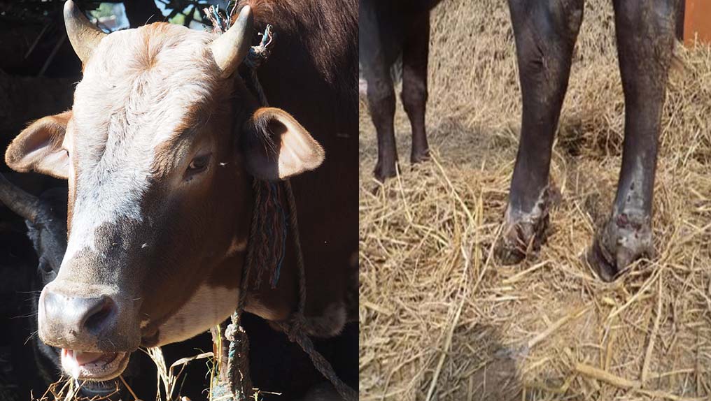 मकवानपुरमा देखिएको खोरेत रोग नियन्त्रणमा