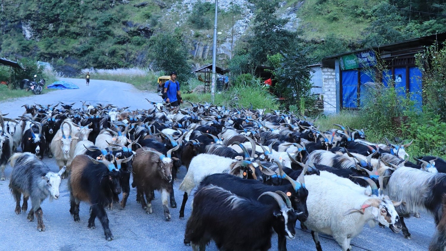 दसैँ नजिकिँदै मुस्ताङी भेडाच्याङ्ग्रा बजारतर्फ