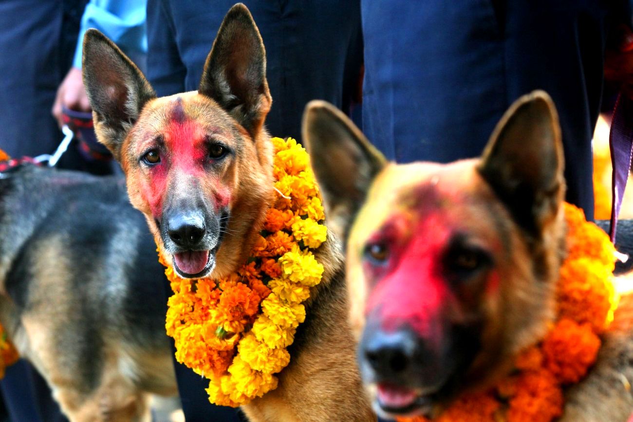 आज कुकुर पूजा : घरघरमा श्रद्धा र मायासहित कुकुर तिहार मनाइँदै