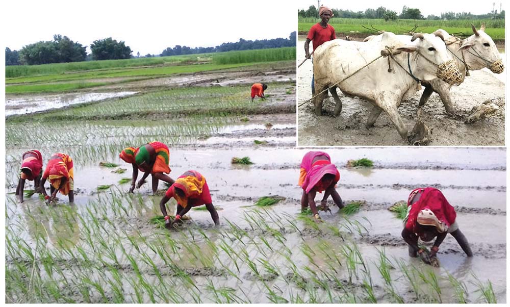 २३ लाख ८० हजार किसान सूचीकृत