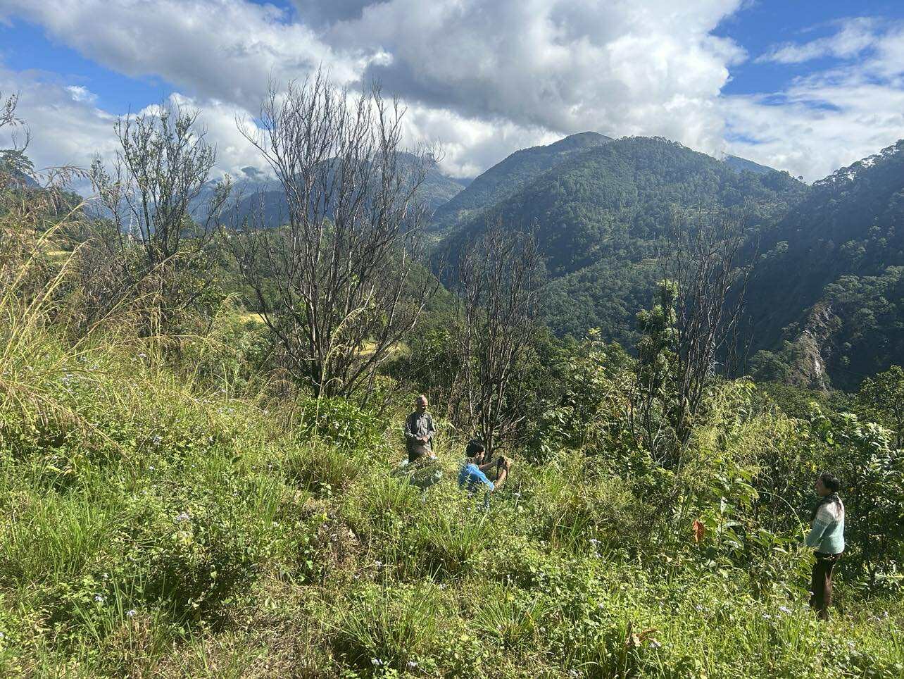  ‘पकेट’ क्षेत्रमै सुन्तलाका बोट सुकेपछि …       