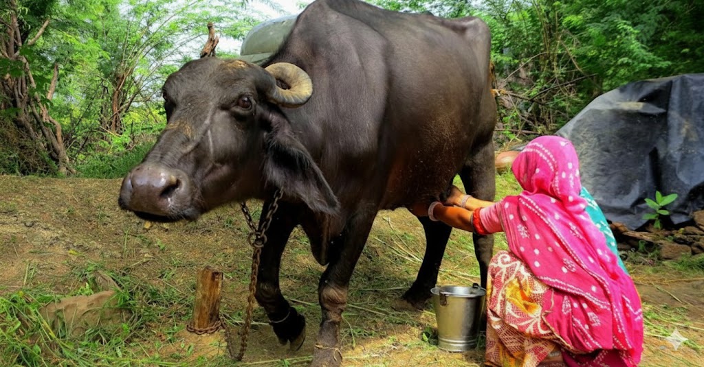बाग्मती सरकारले‘एक घर दुई भैँसी’ का लागि निर्ब्याजी ऋण दिने