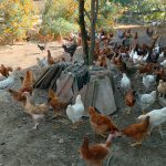 शुक्लाफाँटाका कुखुरा फार्ममा ‘फाउल पोक्स’को सङ्क्रमण   
