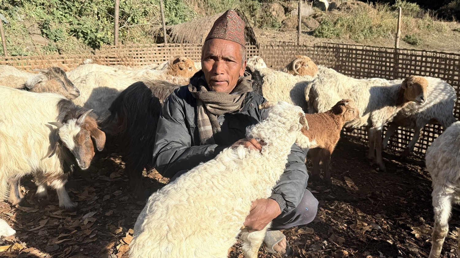 भेडाको बथानसँगै हुर्किएको जीवनकथा