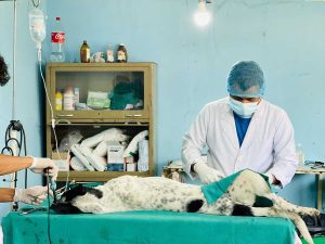 महानगरभित्रका २८ वटा वडामा ५ हजार ४४ वटा सामुदायिक कुकुरको बन्ध्याकरण