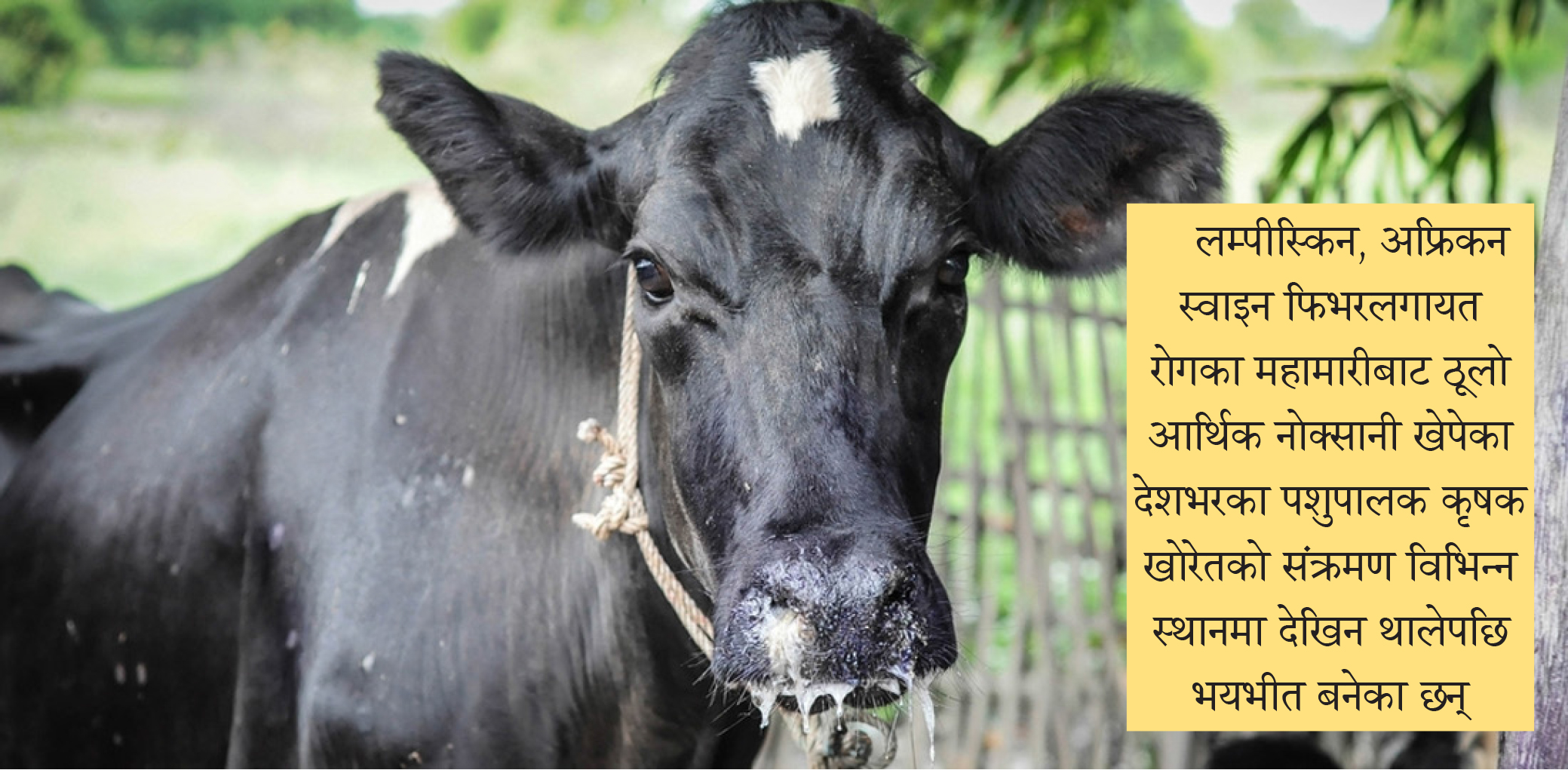 खोरेतको भय,महामारीविरुद्ध जुध्न के गर्दैछ सरकार ?