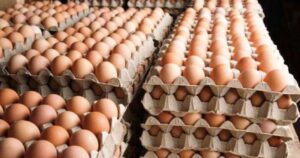 लागत नजिकिँदै अण्डाको मूल्य, किसानमा आशा पलायो