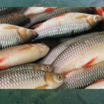 कृषिमा सम्भावना देखाउँदै माछापालन